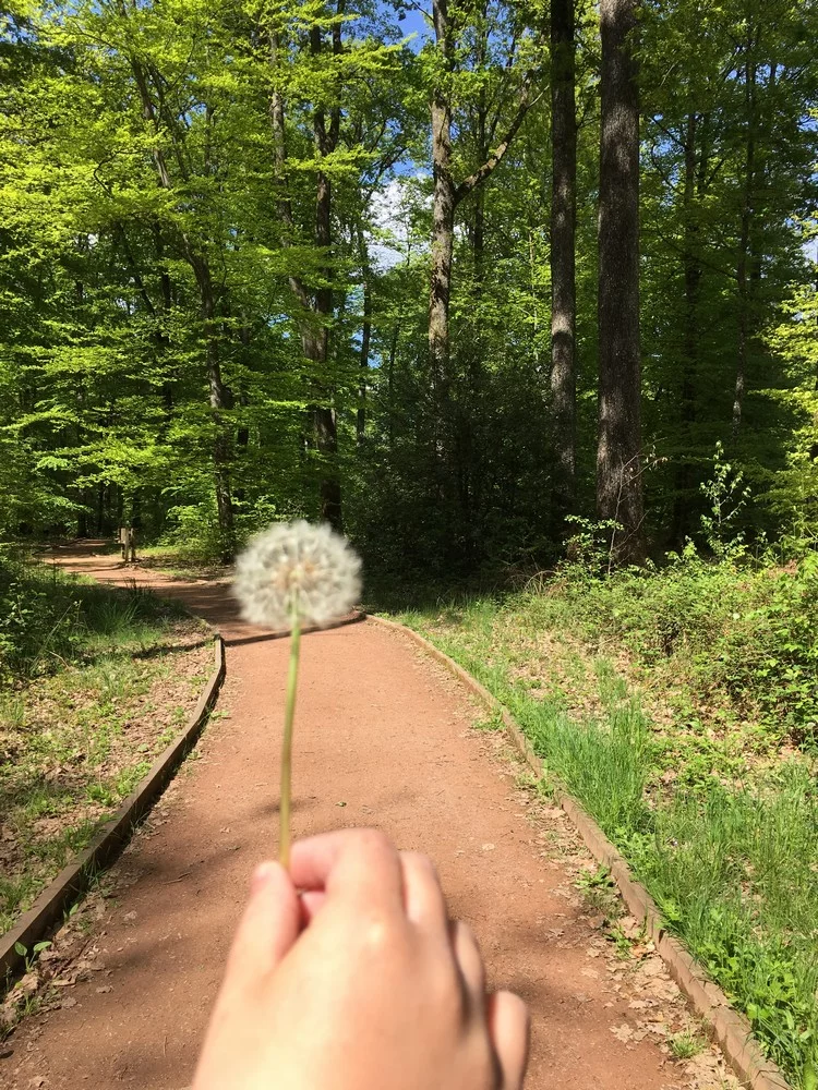 L’Espace Naturel Sensible : Sentier de la Salamandre