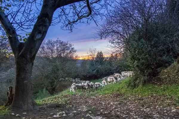 "Ferme Bêle & Bio", produits laitiers de brebis
