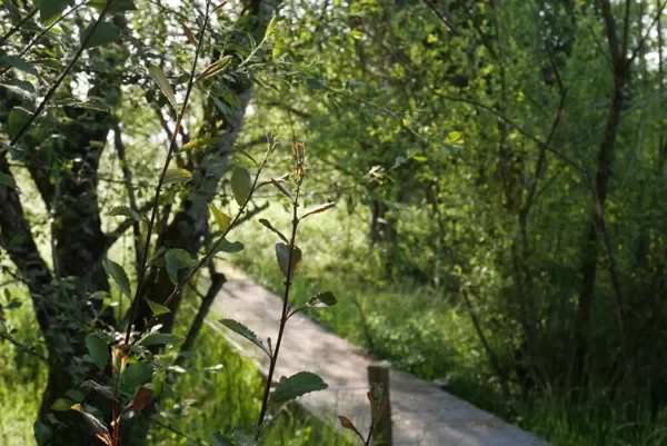 La zone humide de Maymac