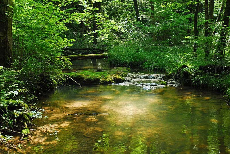 Forêt, marais et pelouses du Val Clavin