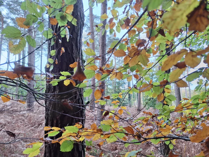" Chasse aux œufs, spéciale forêt !"