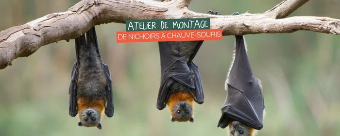 Atelier de montage de nichoirs à chauve-souris