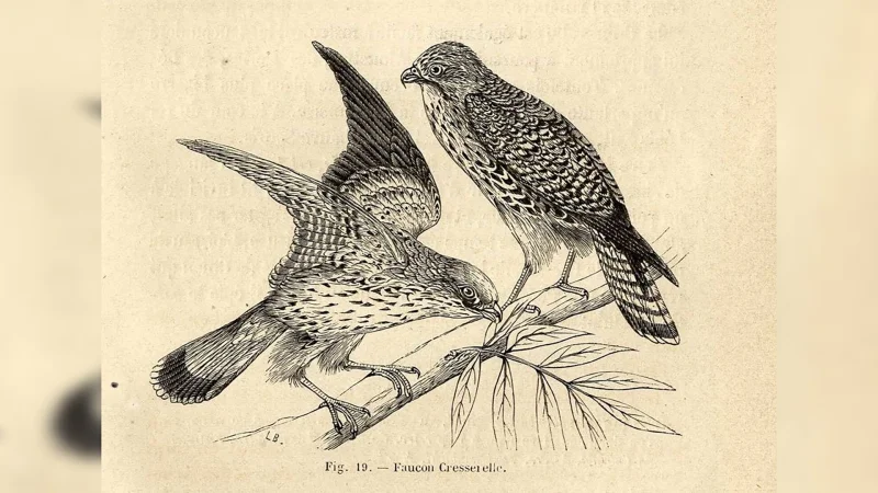 Exposition : Tous à plumes, les oiseaux dans les collections patrimoniales