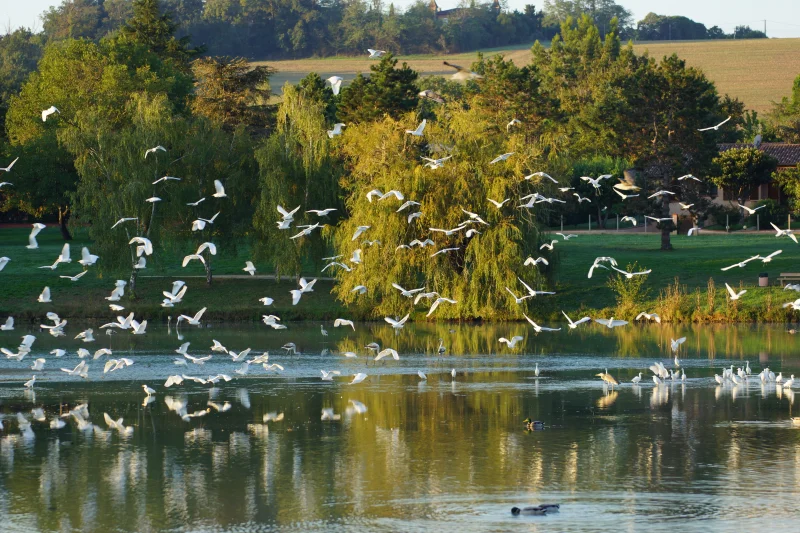 NATURO'LAC "SPÉCIAL OISEAUX"