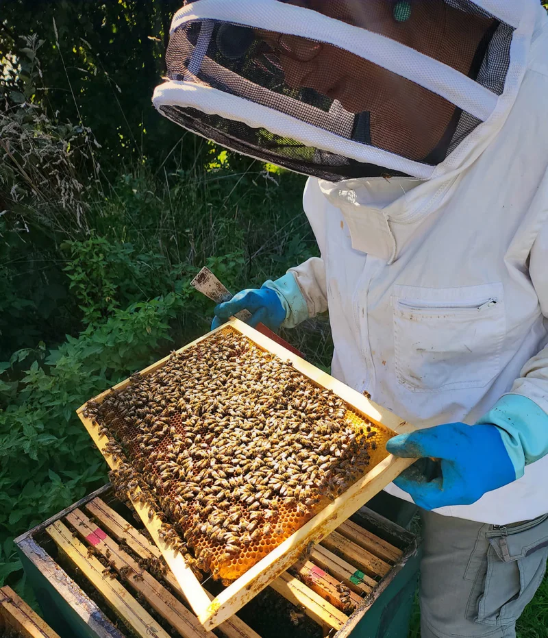 Rucher ouvert au public