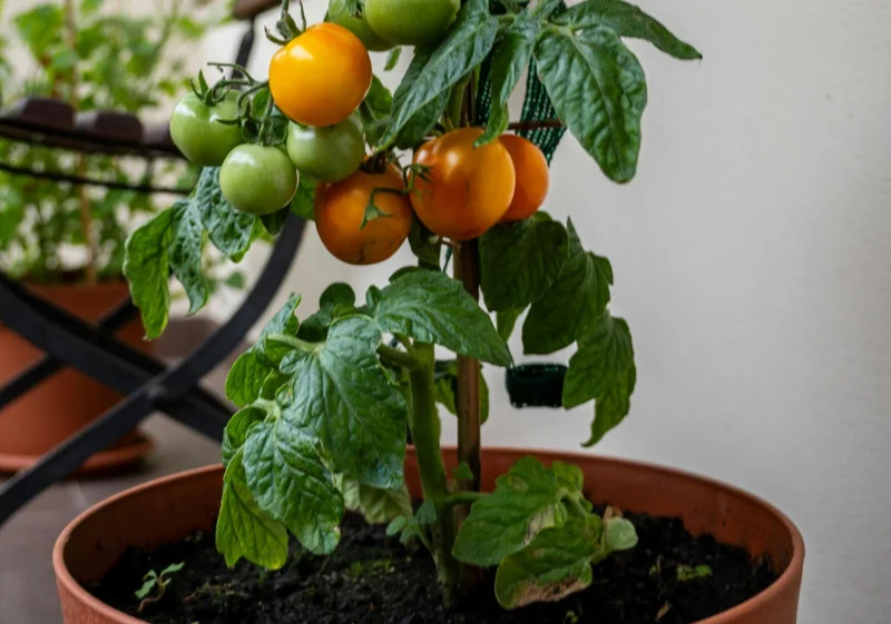 Événement Nature & Vous - Mon balcon se mange !
