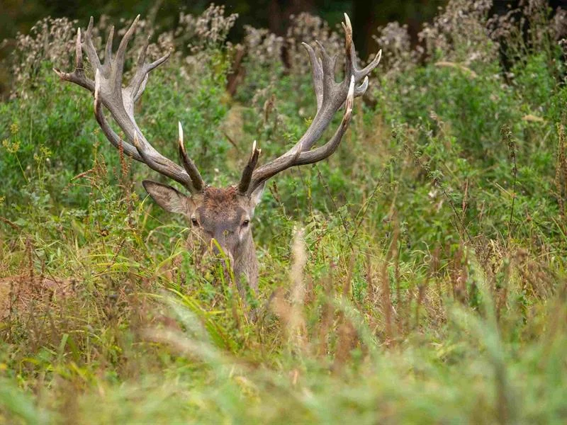 Soirée Tartiflette en période de brâme du cerf