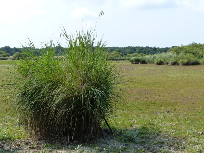 Promenade insolite sur un étang sans eau