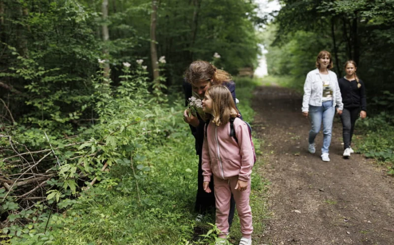 Les plantes médicinales