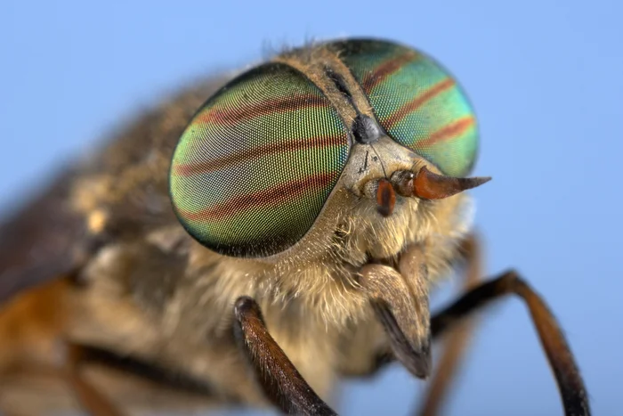 Mon petit Muséum : l'entomologie tirée à 4 épingles