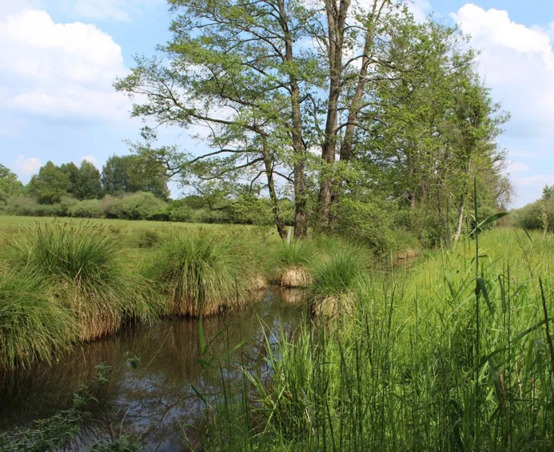 L'automne aux Tourbières