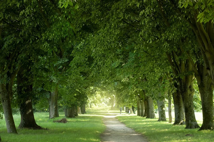 Répétition ouverte : Les Gaulois