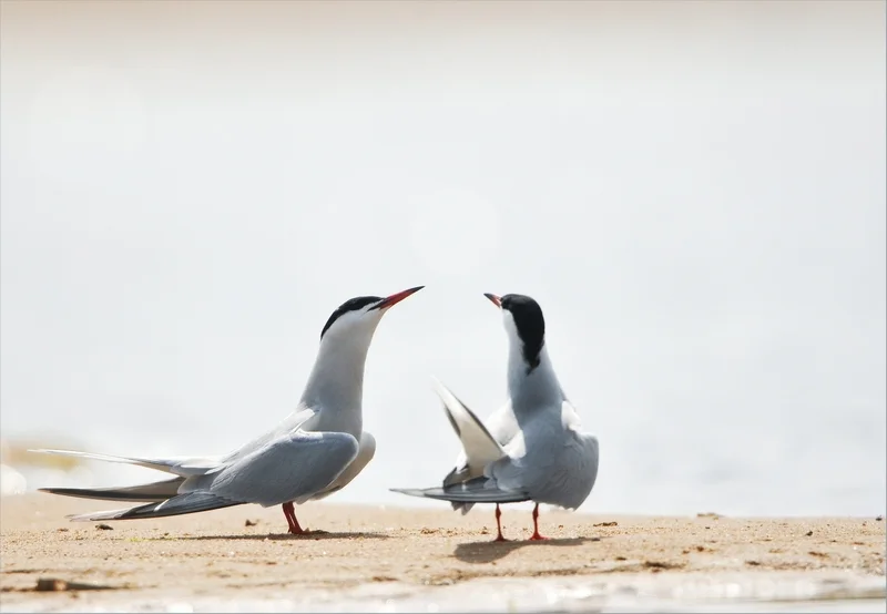 Atelier nature de 3 à 6 ans : Nos amies les sternes
