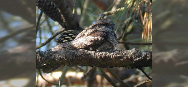 Sortie pédestre Les oiseaux forestiers crépusculaires et nocturnes