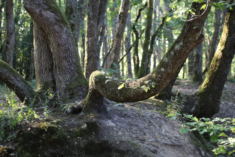 Matinée chant-nature