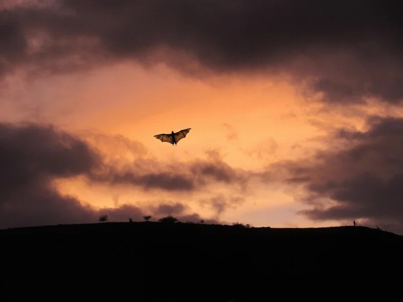 L'ABC DU HAUT-MINERVOIS - NUIT DE LA CHAUVE-SOURIS