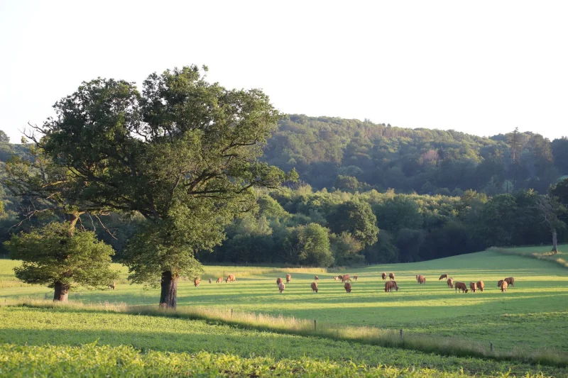 Nuit des forêt : À l’écoute des vivants