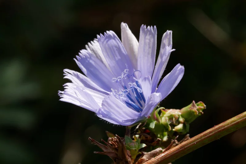 Randonnée botanique