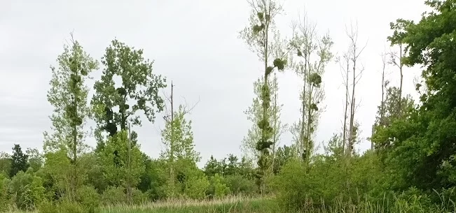 Cet arbre est-il habité ?