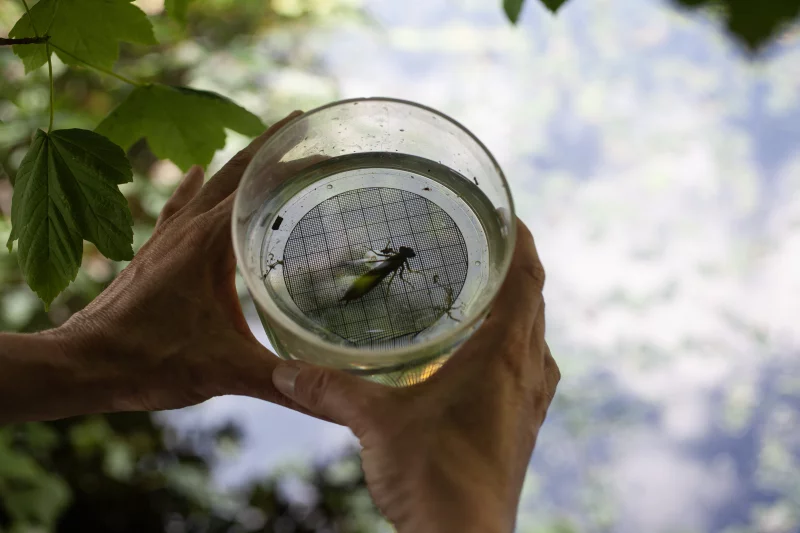 Ca grouille chez les grenouilles ! Le mercredi 15 avril 2026