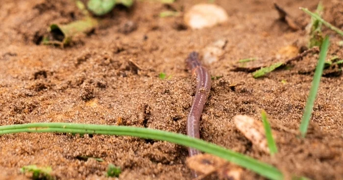 Sortie nature : la faune du sol