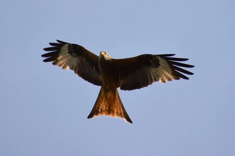 BALADE NATURALISTE : DÉCOUVERTE DES RAPACES ET PLANTES COMESTIBLES