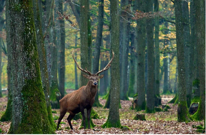 Exposition « La forêt face au changement climatique »