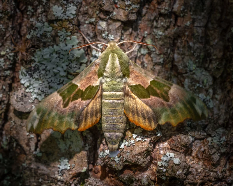 Inventaire participatif - Papillons de nuit