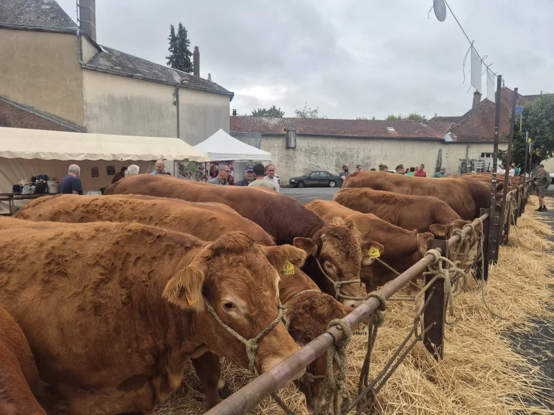 Foire bovine
