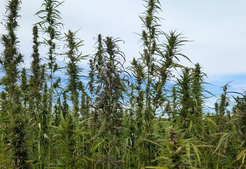 Tout autour du chanvre