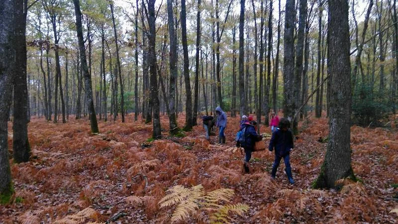 Initiation à la découverte des champignons