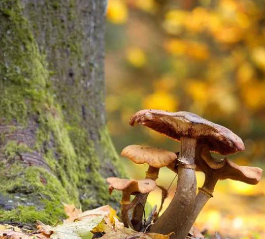 Allons aux champignons - Dimanche Nature