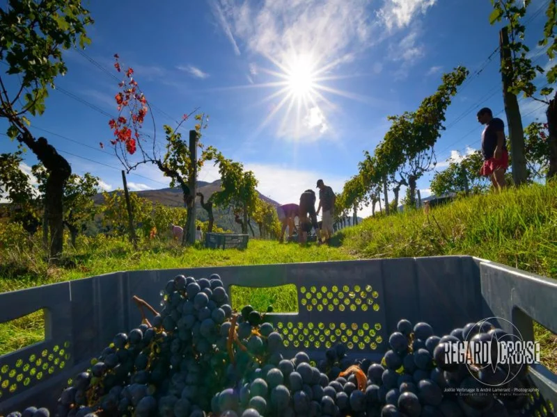 Balade dégustation  du domaine viticole Gutizia sur réservation