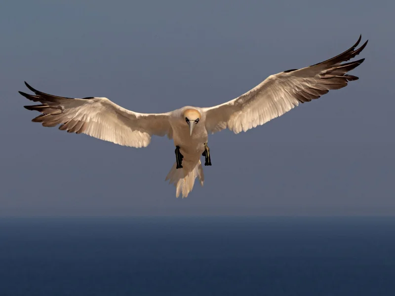Exposition photographique "Oiseaux, entre pose et envol"