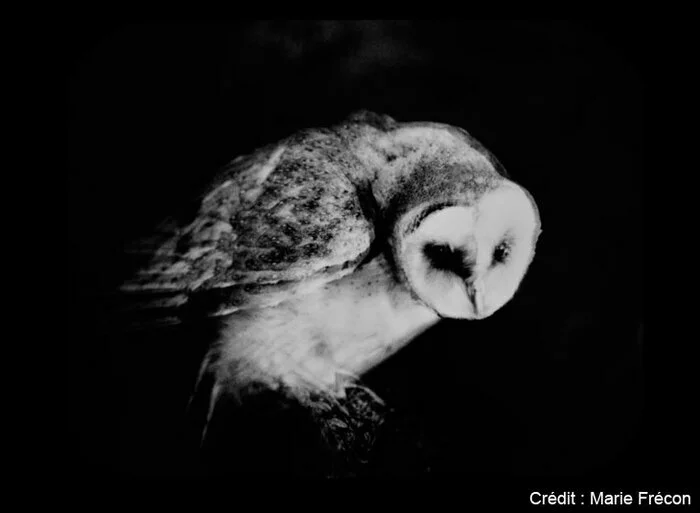 Le Silence des Oiseaux ? de Marie Frécon