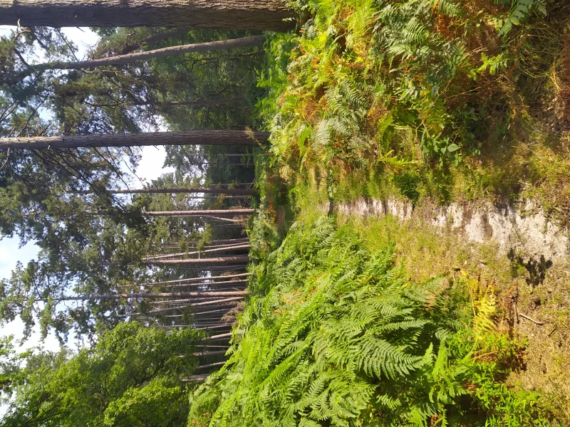 Randonnée-bivouac "Tour de la forêt d'Halatte"
