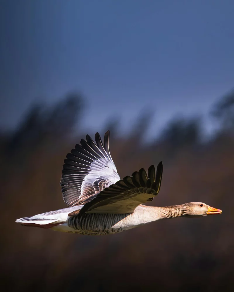À la rencontre des oiseaux locaux et migrateurs