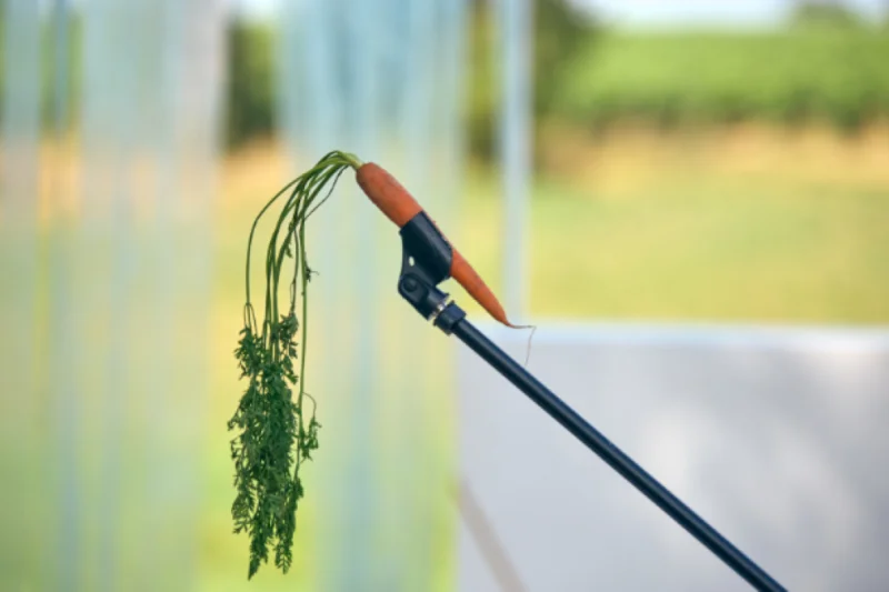 Stage | Découverte d'un texte classique - "Cyrano, Rostand et vous"