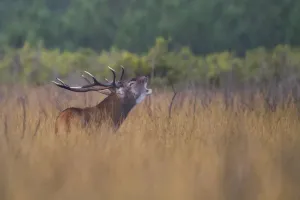 48h Nature de Nouvelle Aquitaine : le brame du cerf