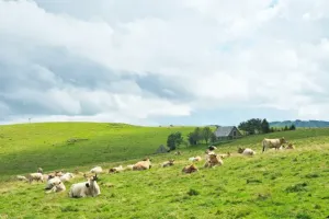 Sortie à la découverte des estives de l'Aubrac