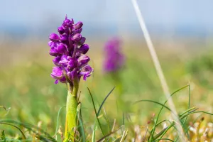 Dans le monde des plantes