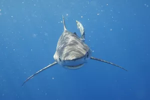Exposition "Découverte du Gouf de Capbreton"