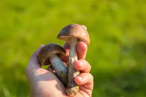 Sortie et conférence : les champignons