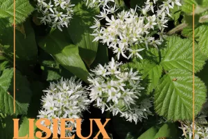 Visite - À la découverte de l'ail des ours