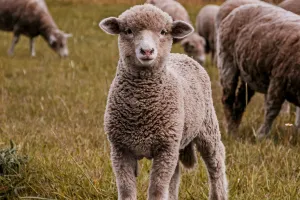 Rencontre avec Jade, bergère dans le lot