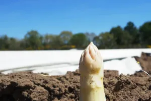 Savez-vous récolter les asperges ?