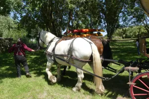 Fête du cheval de trait