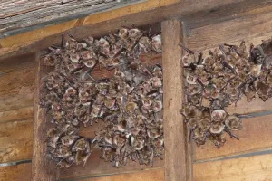 Identification  et écologie acoustique des Chiroptères, Battements zéro