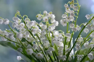 Fête du muguet