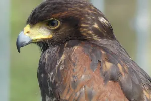 Sortie Natura 2000 : sur les terres des Rapaces Diurnes